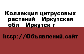 Коллекция цитрусовых растений - Иркутская обл., Иркутск г.  »    